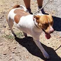 Thumbnail photo of SANDY #4