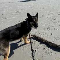 Thumbnail photo of Bebe SJ #4