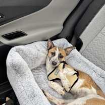 Thumbnail photo of Sheesha #3