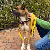 Thumbnail photo of Bojangles #4