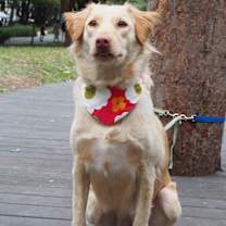 Thumbnail photo of Molly #1