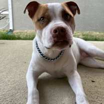 Thumbnail photo of Ivy #1