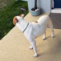 Thumbnail photo of Ivy #2