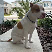 Thumbnail photo of Ivy #3