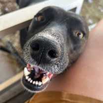 Thumbnail photo of Midnight #2