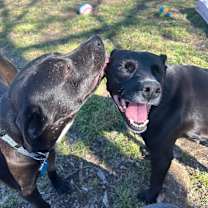 Thumbnail photo of Midnight #3