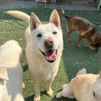adopt-pet