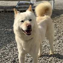 adopt-pet