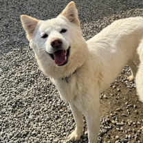 adopt-pet