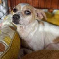 Thumbnail photo of Twig (AL) #2