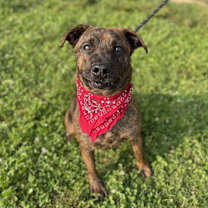 Thumbnail photo of Tigger #1