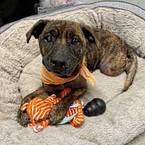 Thumbnail photo of Tigger #2