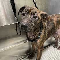 Thumbnail photo of Tigger #3