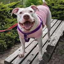 Thumbnail photo of Dara II (foster) #3