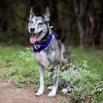 Thumbnail photo of Iris VI #4