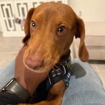 Thumbnail photo of Mylo #2