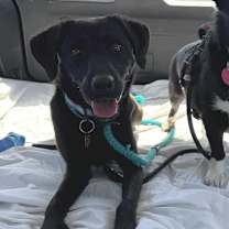 Thumbnail photo of Clover #2