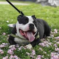 Thumbnail photo of Mr. Fufu #1