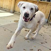 Thumbnail photo of Cottontail #2