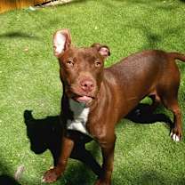 Thumbnail photo of Chaos JuM #1