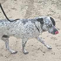 Thumbnail photo of Lester JuM #2