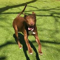 Thumbnail photo of Chaos JuM #4