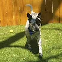 Thumbnail photo of Lester JuM #3