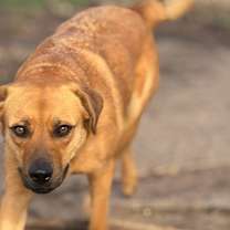 Thumbnail photo of Stevie #2