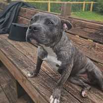 Thumbnail photo of Maple #3