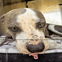 Thumbnail photo of Eva #2