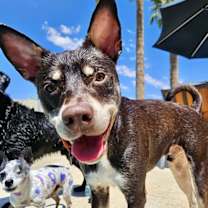 adopt-pet