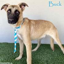 Thumbnail photo of Buck #1