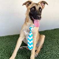 Thumbnail photo of Buck #2