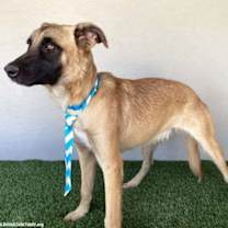 Thumbnail photo of Buck #3