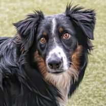 adopt-pet