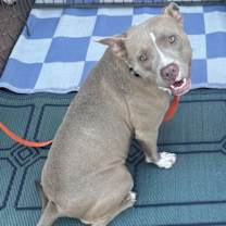 Thumbnail photo of Shiloh #2