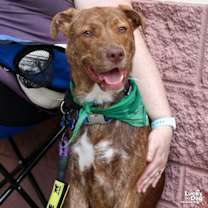 Thumbnail photo of Raybans #1