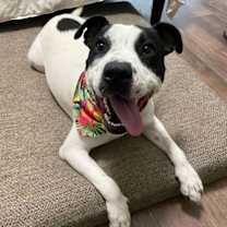 Thumbnail photo of AVA #2