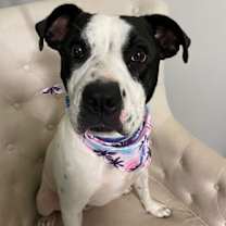 Thumbnail photo of AVA #3