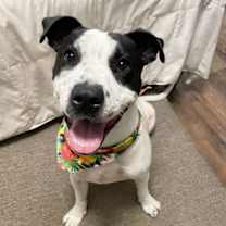 Thumbnail photo of AVA #1