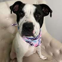 Thumbnail photo of AVA #3