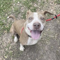 Thumbnail photo of Daisy #1