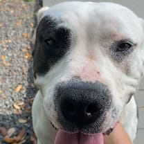 Thumbnail photo of Patty the Pit Bull #4