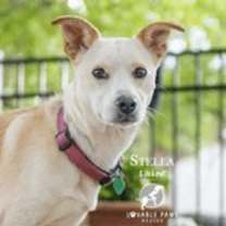 Thumbnail photo of Stella #1