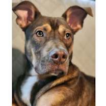 Thumbnail photo of Sage (Kira's litter) #1