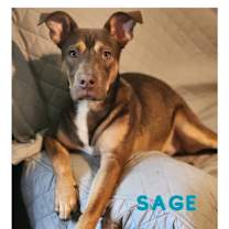 Thumbnail photo of Sage (Kira's litter) #2