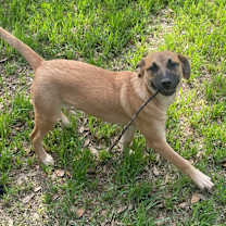 Thumbnail photo of Daffy #4