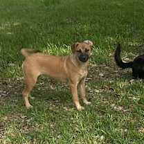 Thumbnail photo of Daffy #2