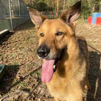 Thumbnail photo of Groot(Rufus) #2