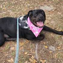 Thumbnail photo of French Fry #3